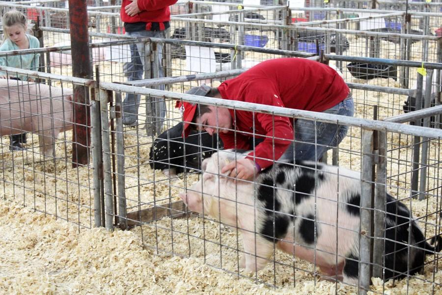 Getting ready--
Junior FFA member Jarrot Foote works with his pig before the swine show at the Gaines County Livestock Show on Jan. 13.