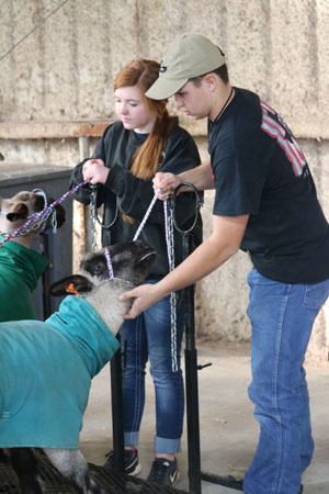Prep work--
FFA members sophomore Carlye Winfrey and junior Randy Knelsen get their lambs ready for showing during the Gaines County Livestock Show on Jan. 18. 