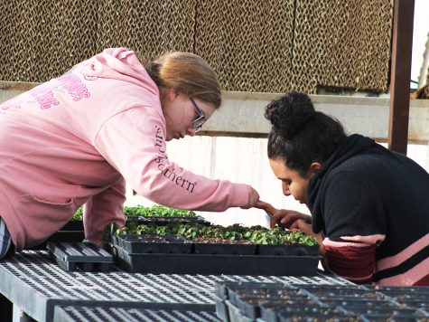 Checking for problems--Junior Brooke Archuleta and senior Laila Aguilar check new plants for fungus and pests during second period horticulture class on Feb. 1. The class refurbished the damaged greenhouse and expects 2,000 new plants to fill the space.