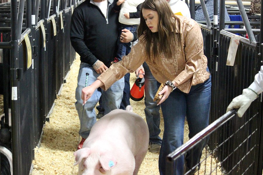 Here, little piggy--
Junior Kloe Ruiz guides her Landrace pig Blanco  into the ring at the Gaines County Junior Livestock Show on Jan. 19. Blanco took second place. 