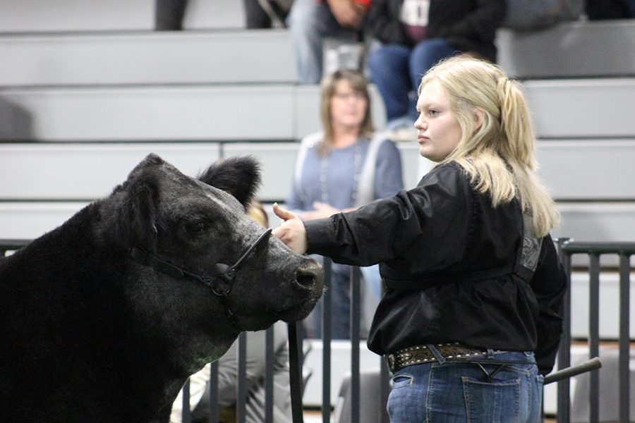 Money pose--
Junior Ashley Schmitt watches the judges during competition with her shorthorn black main crossbred steer Wrangler on Jan. 20 at the Gaines County Junior Livestock Show. Wrangler was named reserve grand champion.