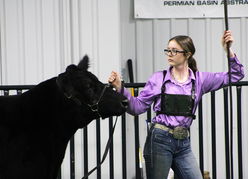 Cattle contestant--
Senior Sara Danley leads her steer in front of the judges during the Gaines County Junior Livestock Show on Jan. 17. Danley took second in the medium European category.